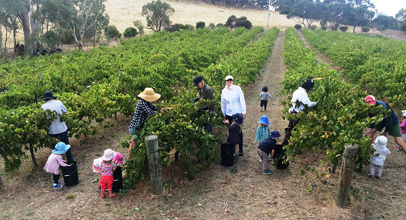 Sussex Squire grape picking | Halliday Wine Companion